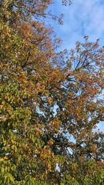 Low angle view of trees in forest during autumn