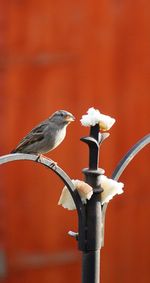 Close-up of bird perching on metal