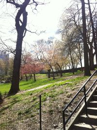 View of trees on field