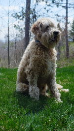 View of a dog on field