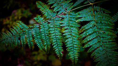 Close-up of fern leaves