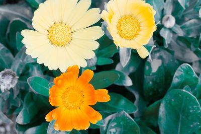 Close-up of yellow flowering plant