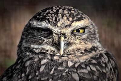 Close-up portrait of owl