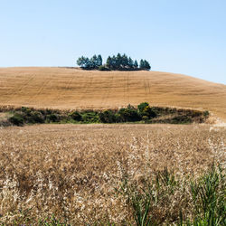 Countryside landscape against clear sky