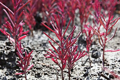 Close-up of red flowering plant during winter