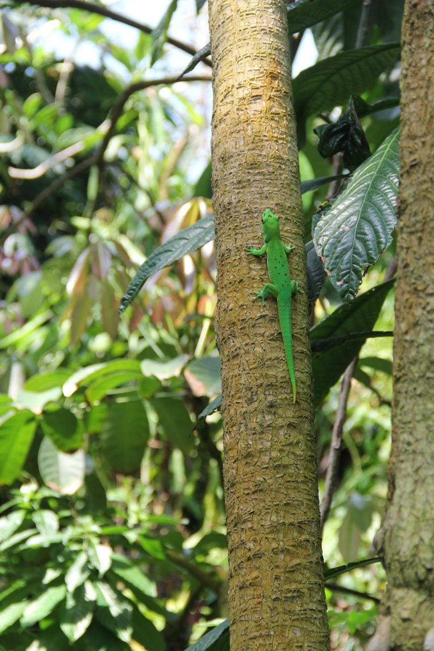 Missouri botanical garden