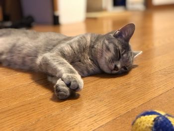 Cat sleeping on floor at home