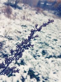 Close-up of plant against sky