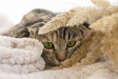 Funny domestic striped kitten plays with dry flowers lying on a plaid. autumn background 