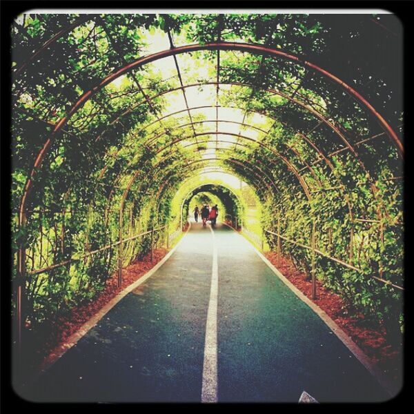 tree, the way forward, arch, transfer print, diminishing perspective, auto post production filter, tunnel, walking, green color, park - man made space, vanishing point, growth, footpath, men, lifestyles, transportation, nature, leisure activity