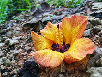 Close-up of flower blooming on rock