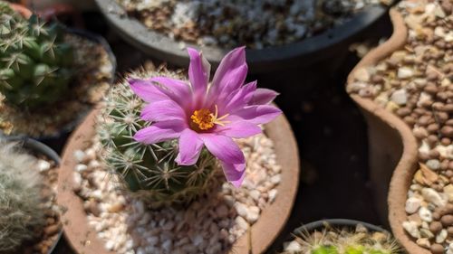 High angle view of potted cactus flower pot