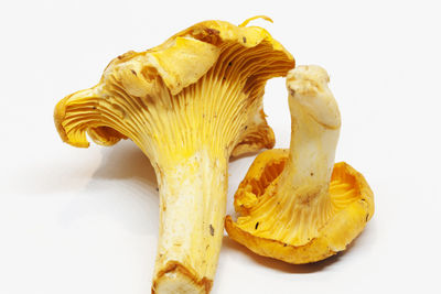 Close-up of mushrooms against white background