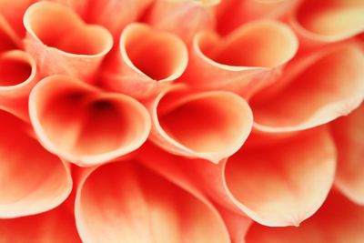 Full frame shot of red flowers