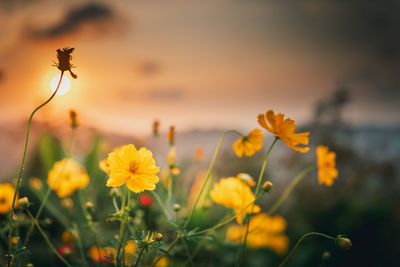 Close-up of yellow flowering plant on field