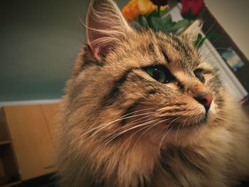 Close-up portrait of cat