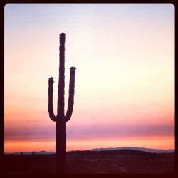 Silhouette tree against sky during sunset