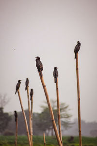 Close-up of bird perching on wooden post against sky