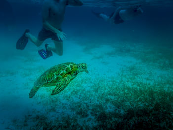 Man swimming in sea