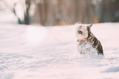 Dog running on snow