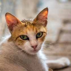 Close-up portrait of a cat