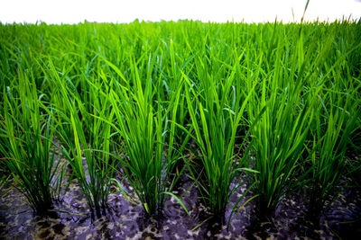 Close-up of crops growing on field