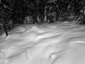 Close-up of snow on tree