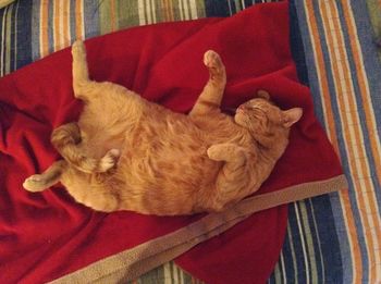 High angle view of cat sleeping on sofa