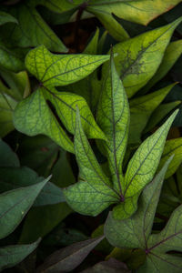 Full frame shot of green leaves