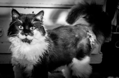 Close-up portrait of cat at home