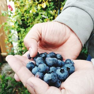 Close-up of hand holding fruit