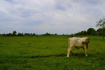 Horse grazing on field against sky