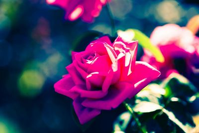 Close-up of pink flower