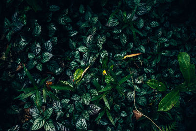 Full frame shot of fresh green leaves