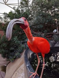 View of a bird against the sky