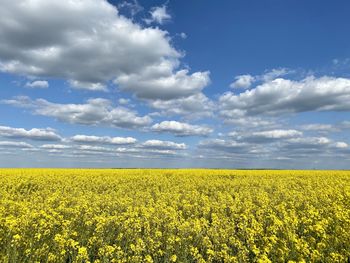 Scenic view of oilseed rape field against sky