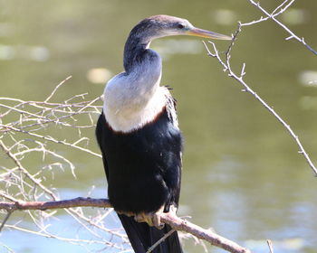 Close-up of bird perching on branch