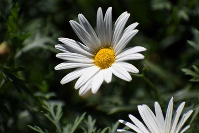 Close-up of white daisy flower