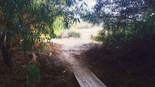 Trees in forest