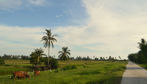 Scenic view of palm trees on field against sky