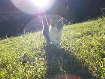 Sun shining through grassy field