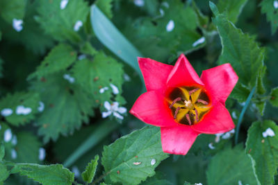 Close-up of red hibiscus blooming outdoors