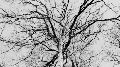 Low angle view of bare tree against clear sky