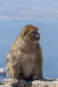 View of an animal sitting on rock