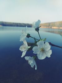 flowering plant