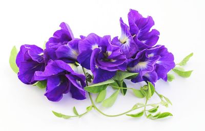 Close-up of purple flowers over white background