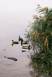 Birds swimming in lake