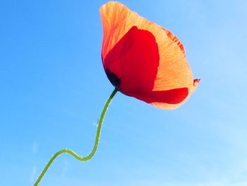 Low angle view of red rose against blue sky