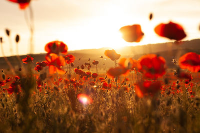 Close-up of flowering plants on field against sky during sunset