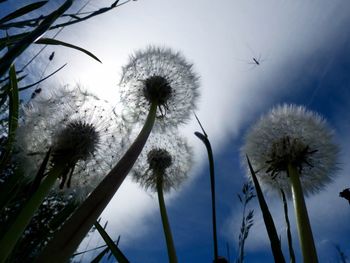 Close-up of dandelion against sky